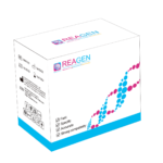PCR